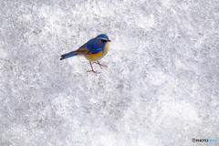 寒中の青　氷の世界