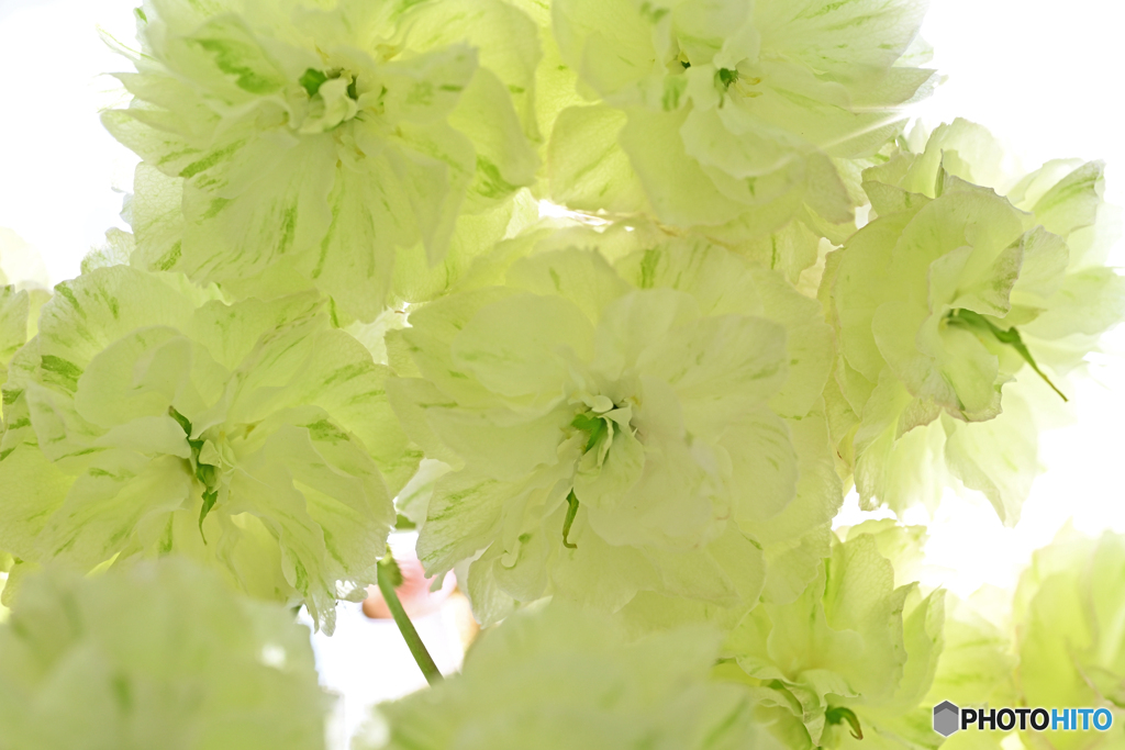 緑色の八重桜