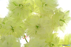 緑色の八重桜