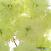 緑色の八重桜