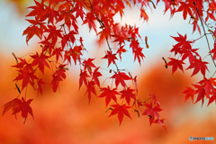 紅葉　Ⅱ