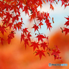 紅葉　Ⅱ