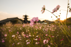 晩秋の夕暮れと法起寺