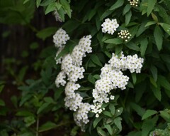 小手毬
