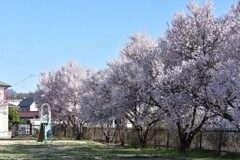 公園の桜
