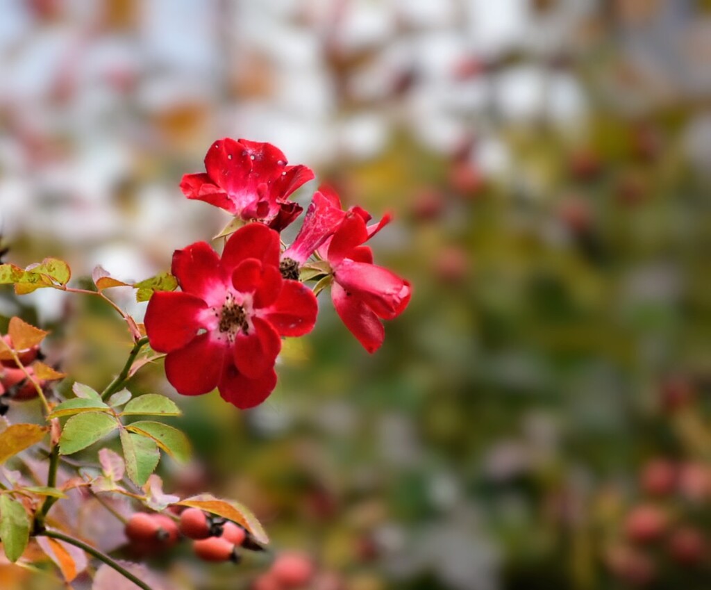 秋に咲く薔薇