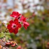 秋に咲く薔薇