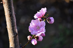 花桃も咲きました