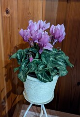 家のシクラメン