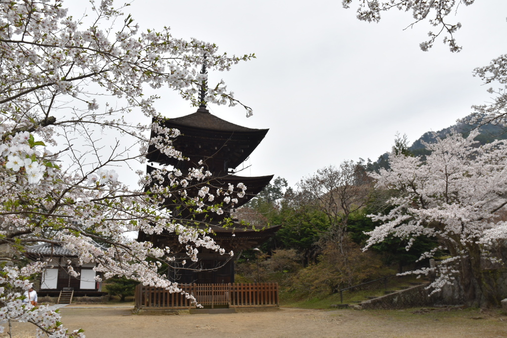 三重塔と桜