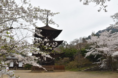 三重塔と桜