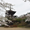 三重塔と桜