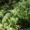 苔の森にて