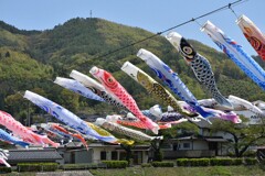 山を背に泳ぐ