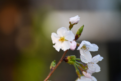 初めての開花