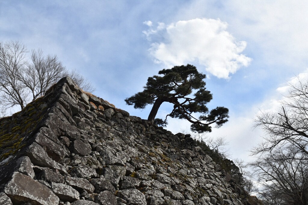 石垣と松