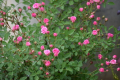 庭の薔薇