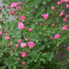 庭の薔薇
