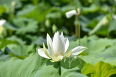 蓮の花