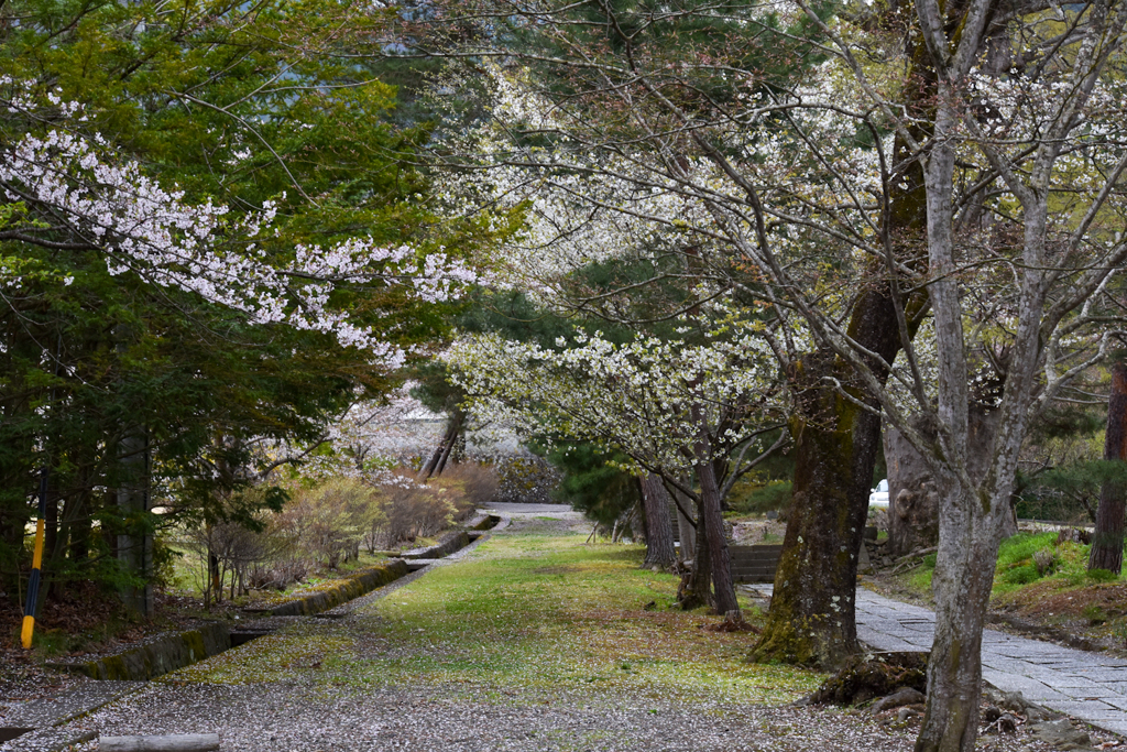 参道の桜