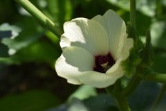 オクラの花