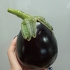 初採り　1