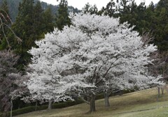 桜めぐり