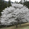 桜めぐり
