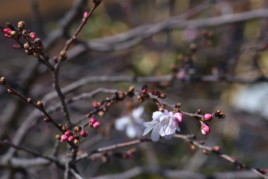 桜咲く