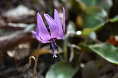 カタクリの花
