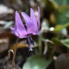 カタクリの花