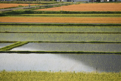 田圃と麦畑