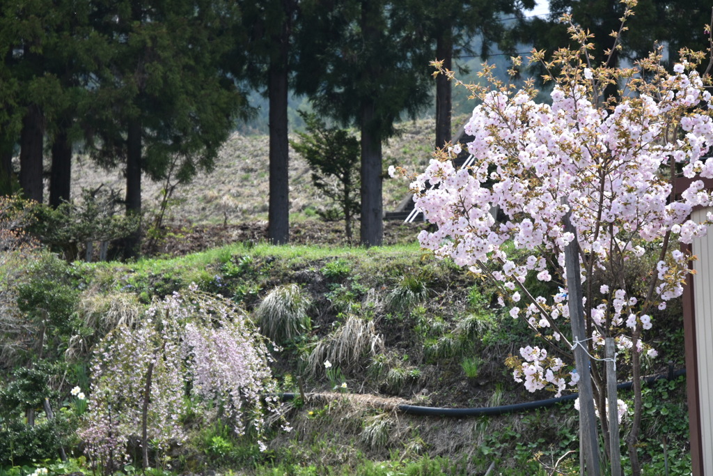 高原の桜