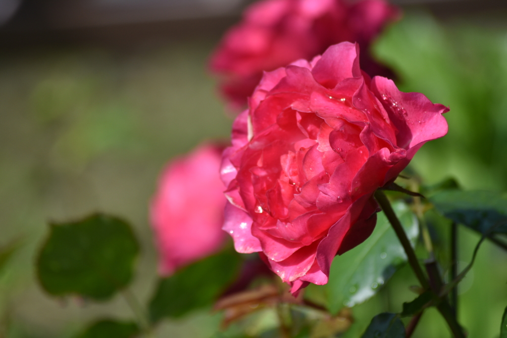 庭の薔薇