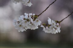 公園の桜