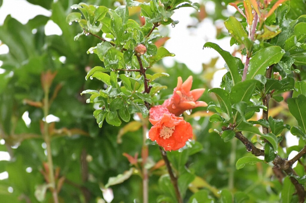 ザクロの花