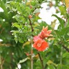 ザクロの花