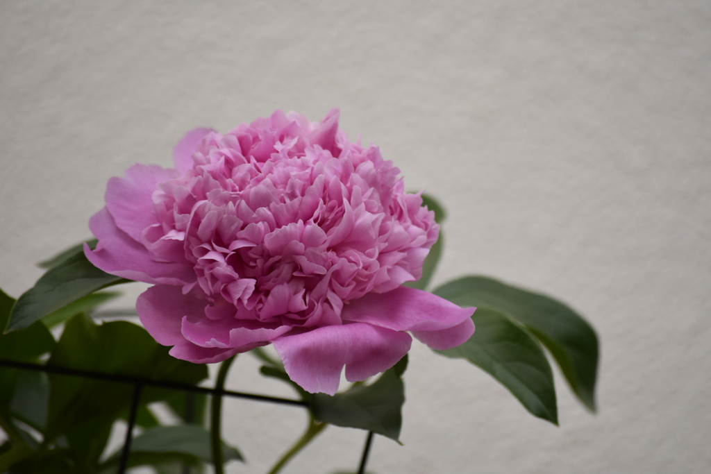 芍薬