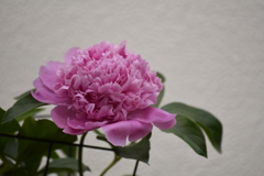 芍薬