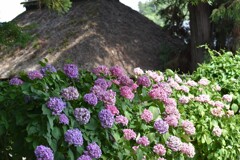 あじさい寺