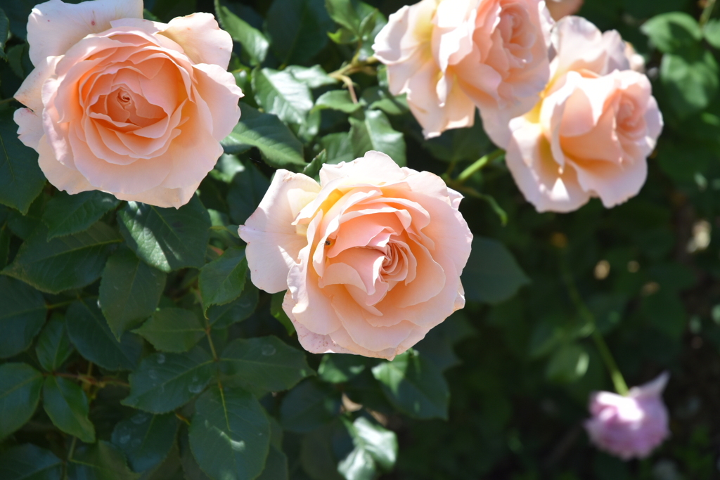 薔薇香る