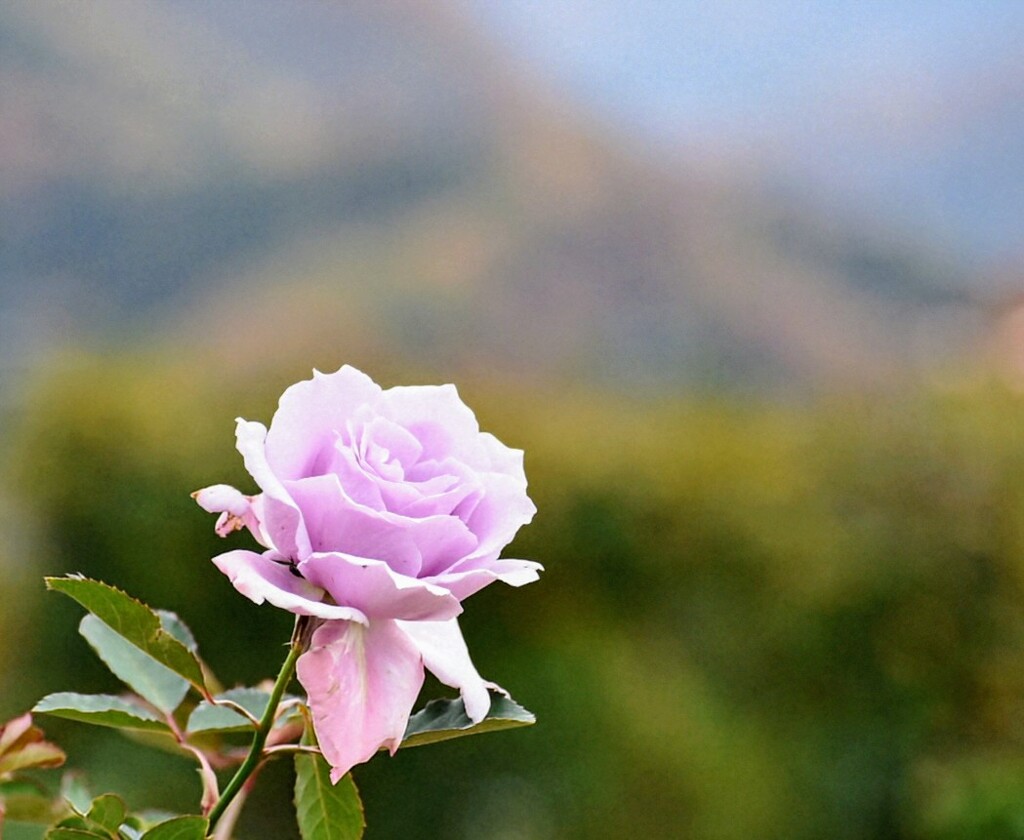 秋に咲く薔薇