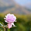 秋に咲く薔薇