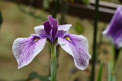 花菖蒲