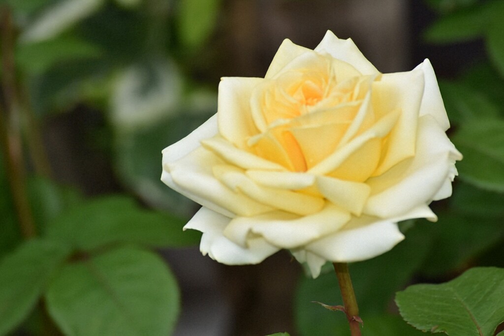 庭の薔薇