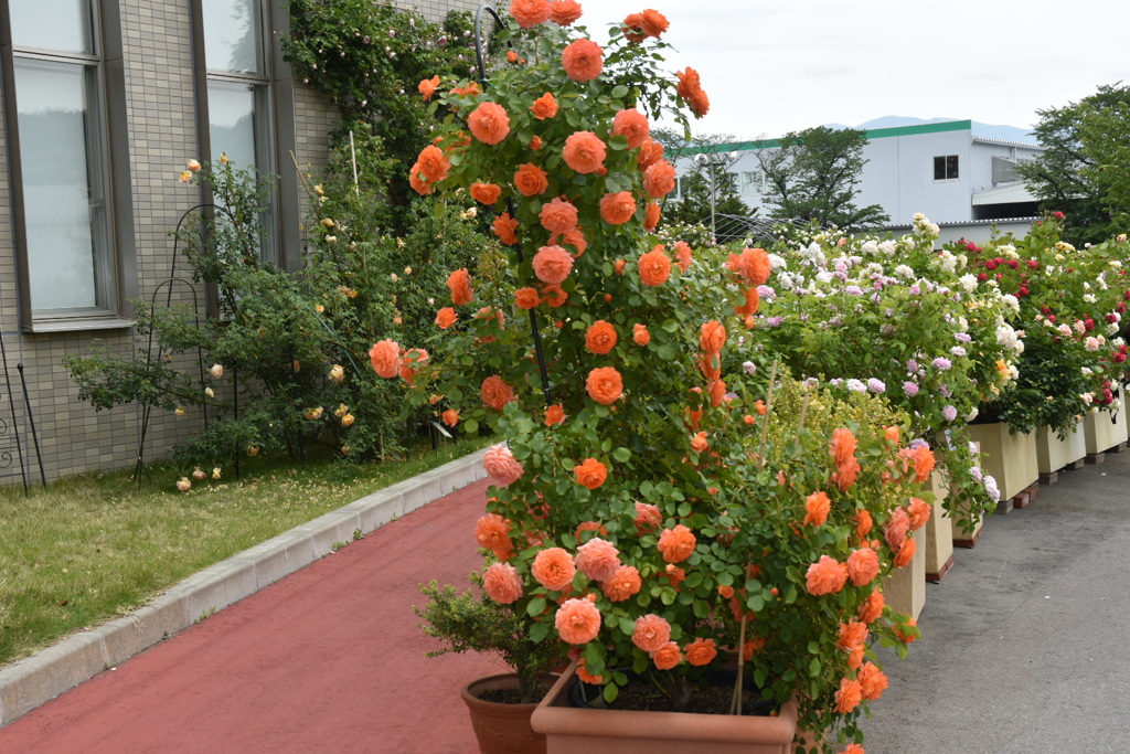 薔薇でお迎え