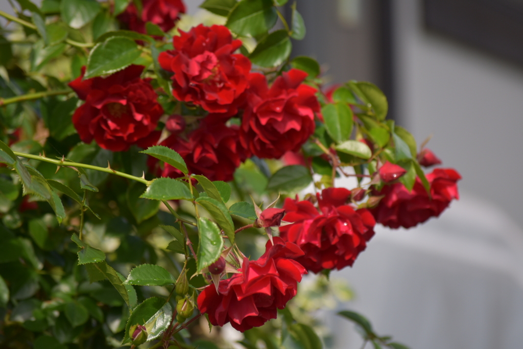 庭の薔薇