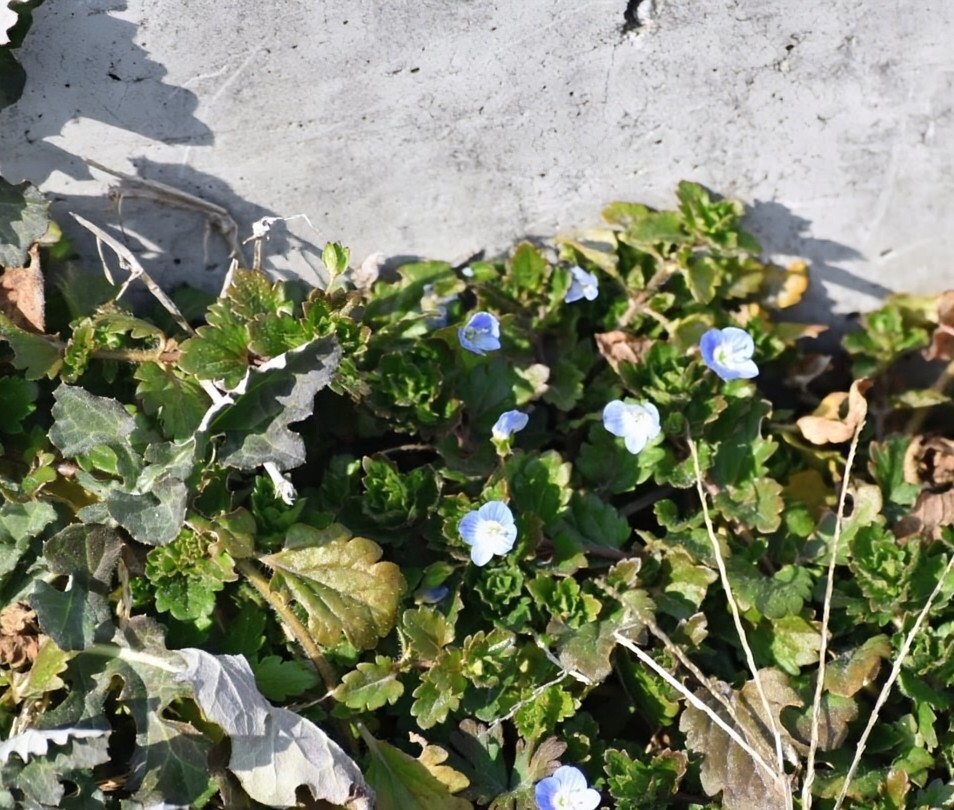 オオイヌノフグリ