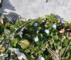 オオイヌノフグリ