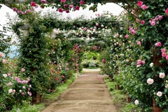 薔薇の中へ